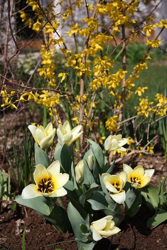 Tulipa Kaufmanniana Concerto