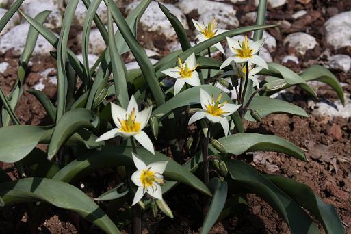 Tulipa Tirkestanica