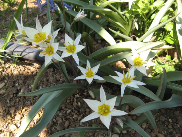 tulipa turkestanica