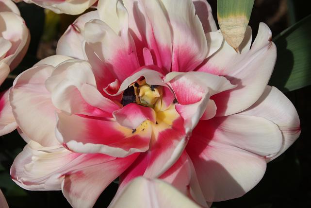 Tulipa Wirosa Fiore di Peonia