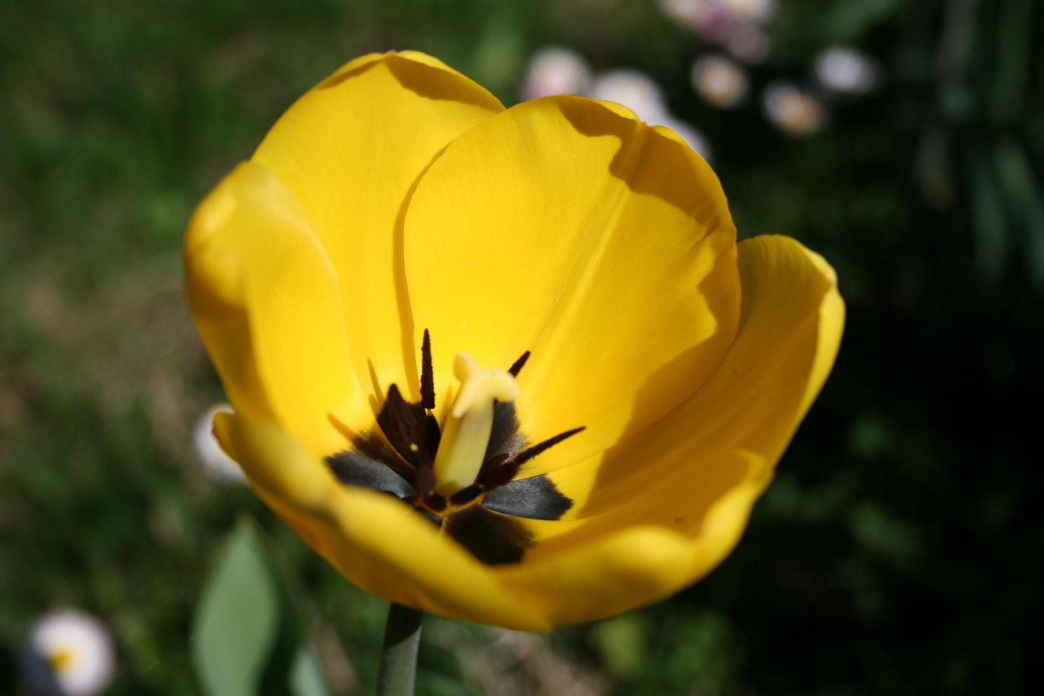 tulipa