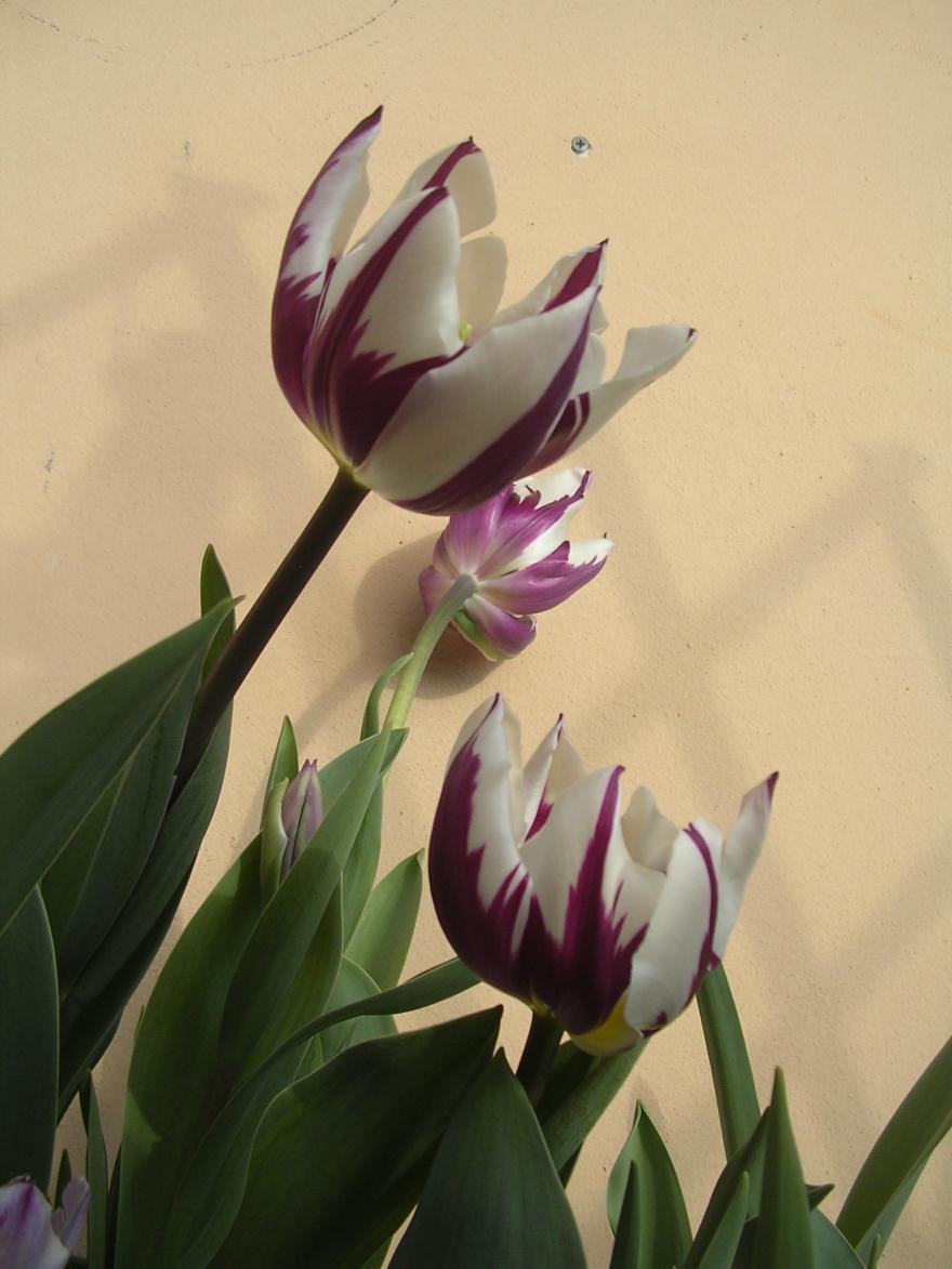 Tulipani 2