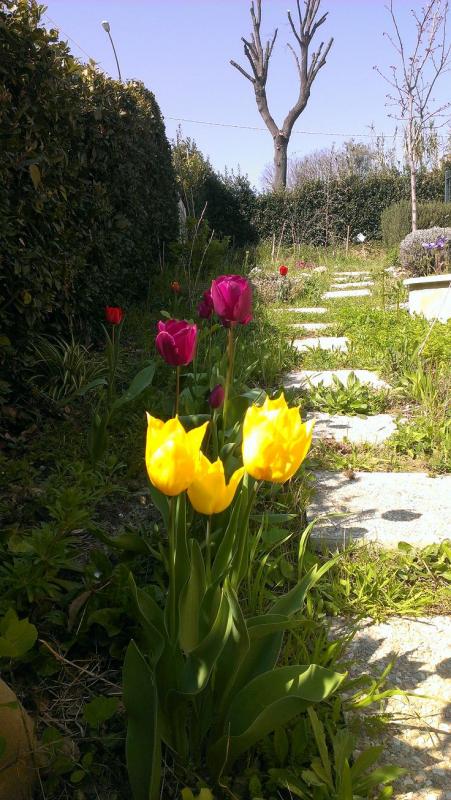 Tulipani 2014