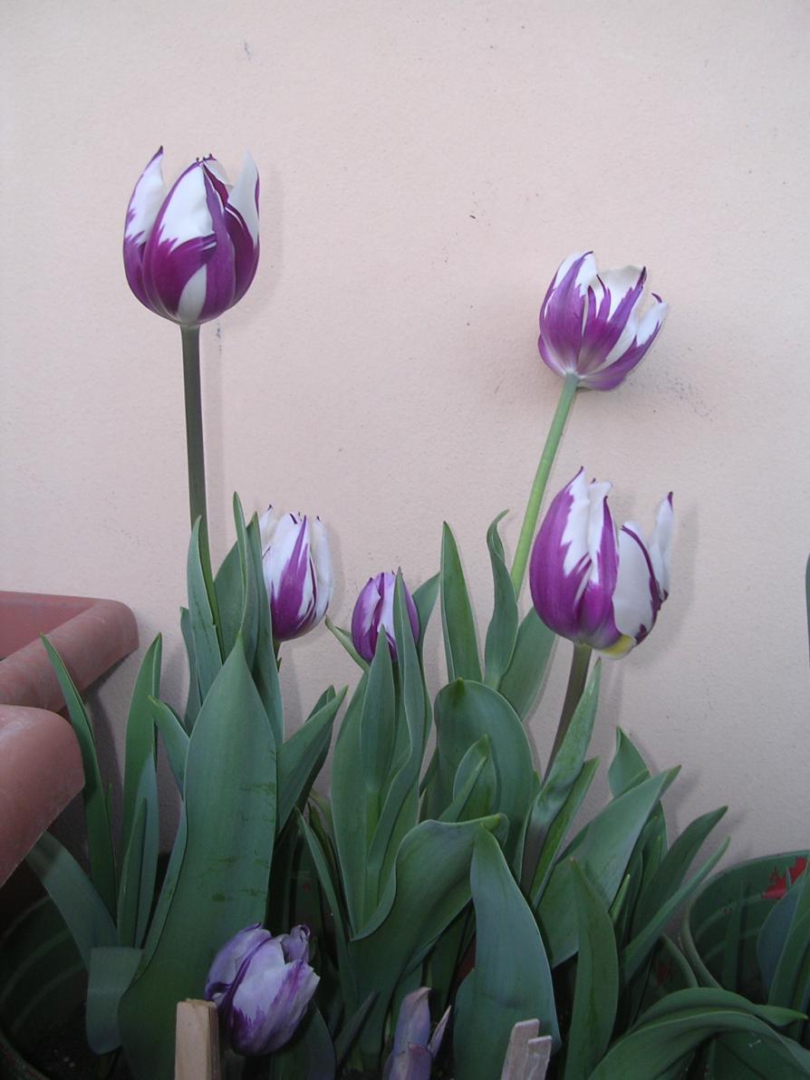 Tulipani 4