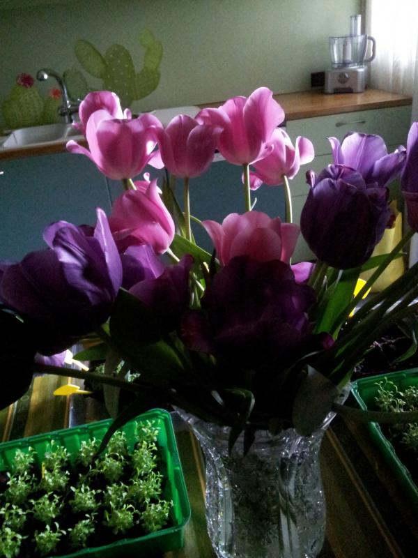 Tulipani