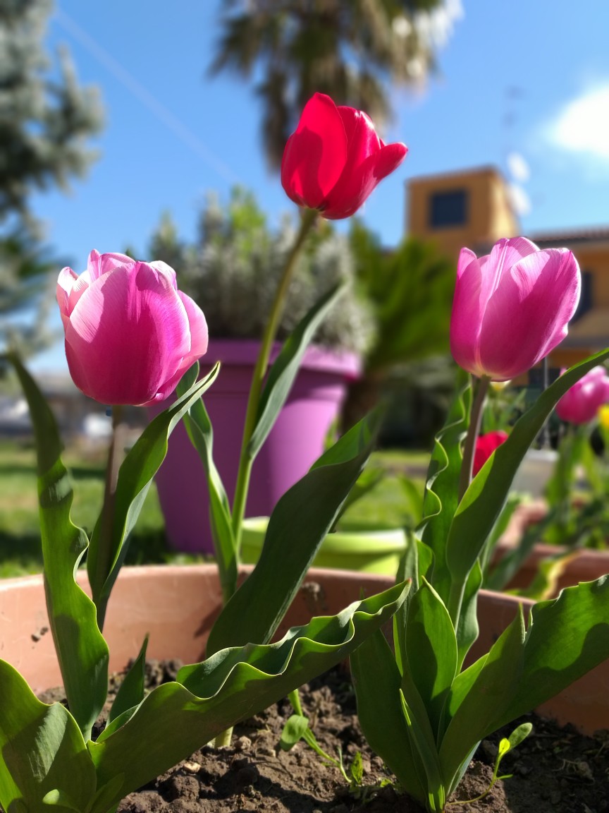 Tulipani
