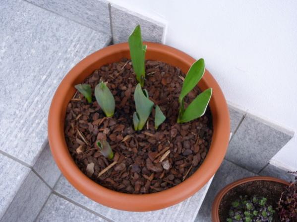 tulipani2.