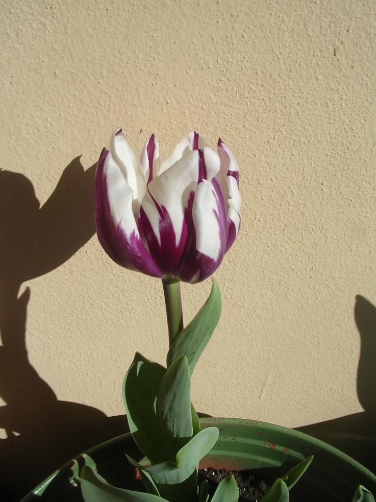 Tulipano 3