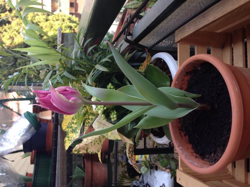 Tulipano con petalo appuntito rosa intero