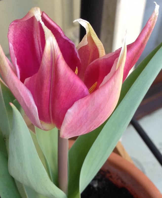 Tulipano con petalo appuntito rosa