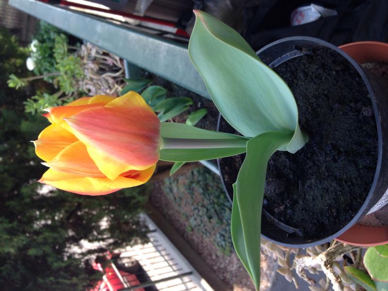 Tulipano con petalo ondulato sfumature gialle e rosse