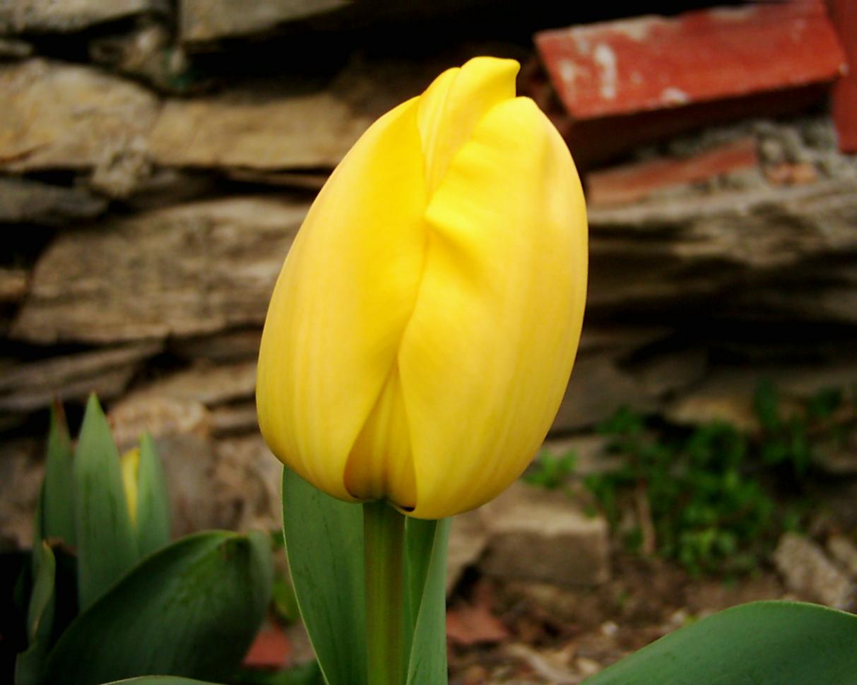 Tulipano Giallo 2&