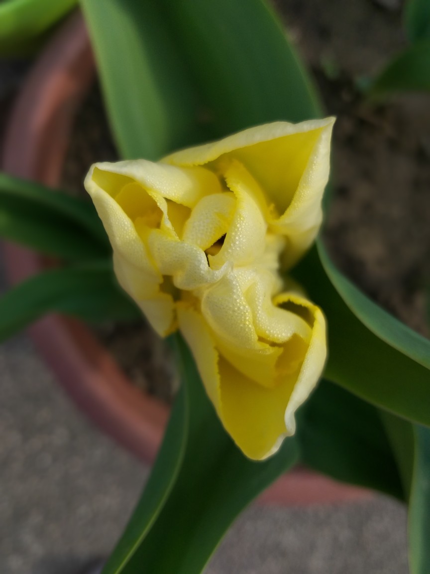 Tulipano Giallo