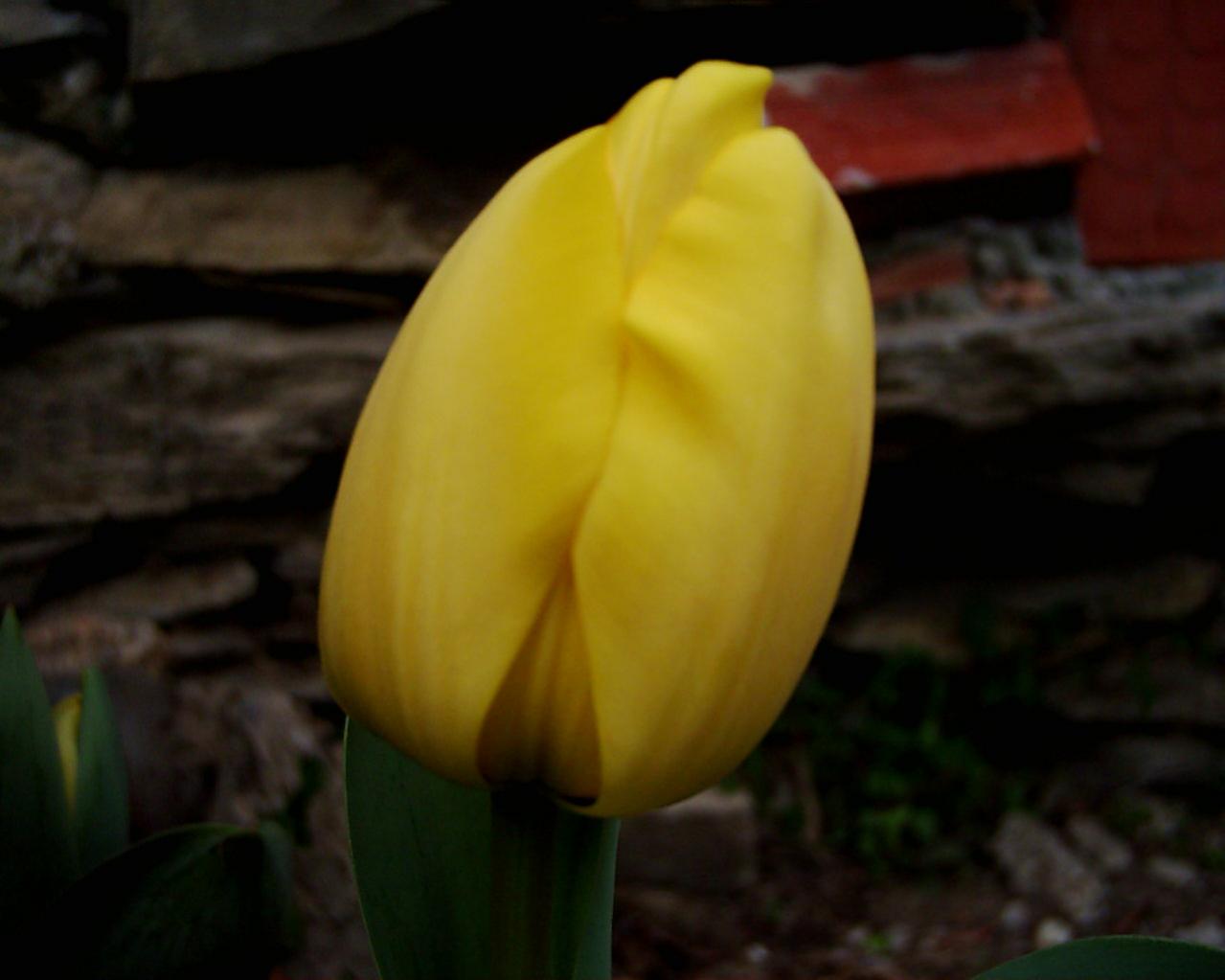 Tulipano Giallo.