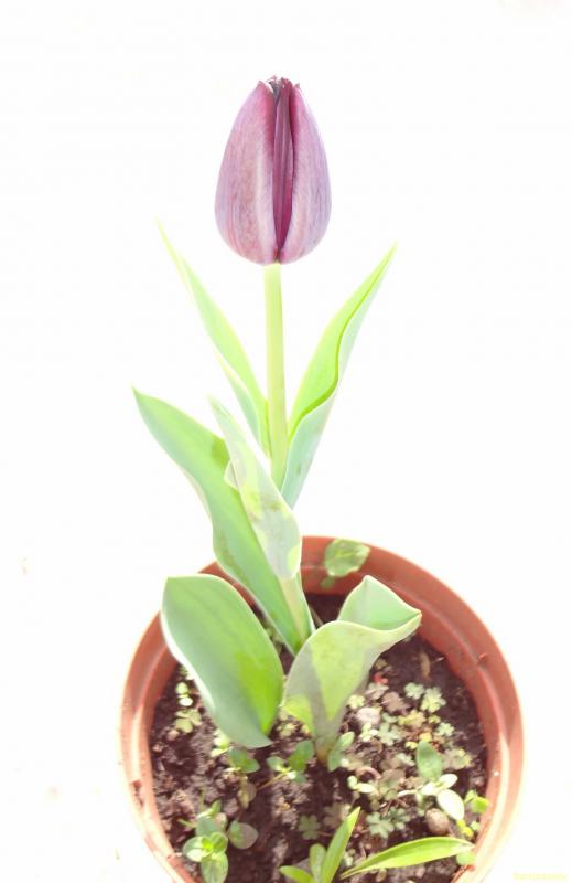 tulipano nero 2 (Copia)