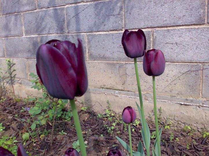 tulipano "nero"