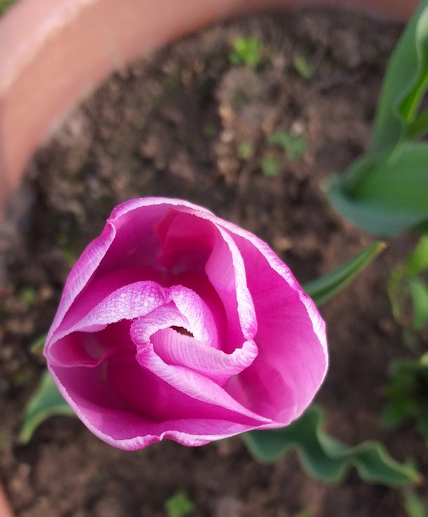Tulipano Rosa Sfumato