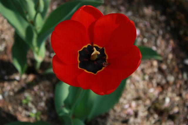 Tulipano rosso