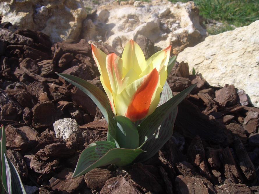 Tulipano