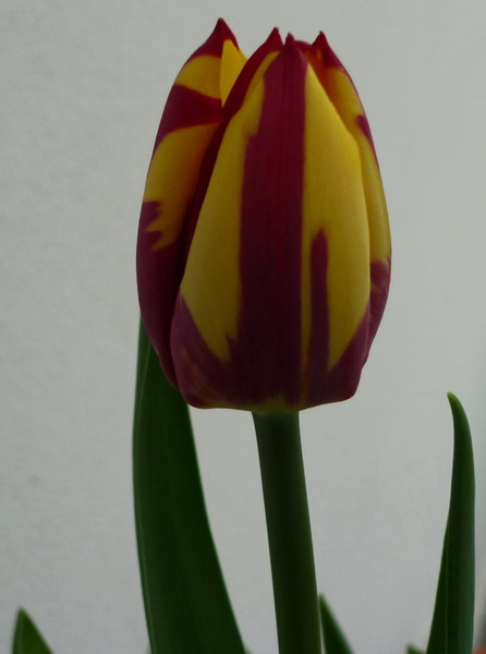 tulipano.