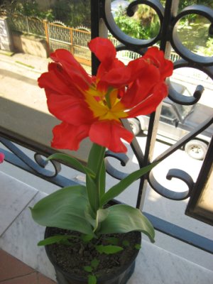 Tulipano