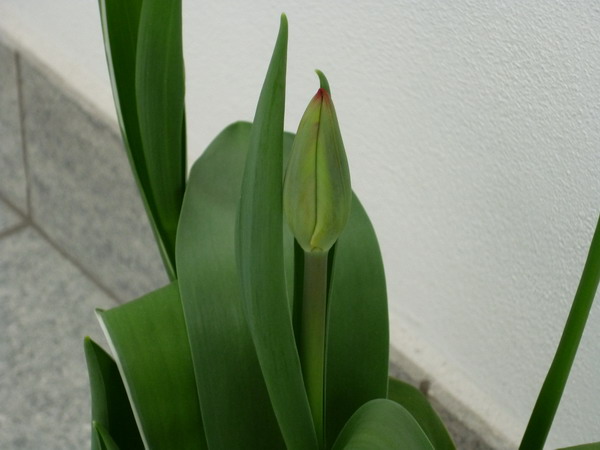 tulipano1.