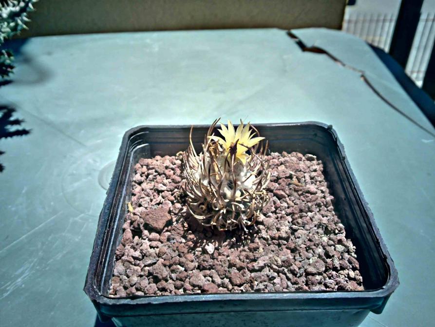 turbinicarpus flaviflorus s. rita del rucio