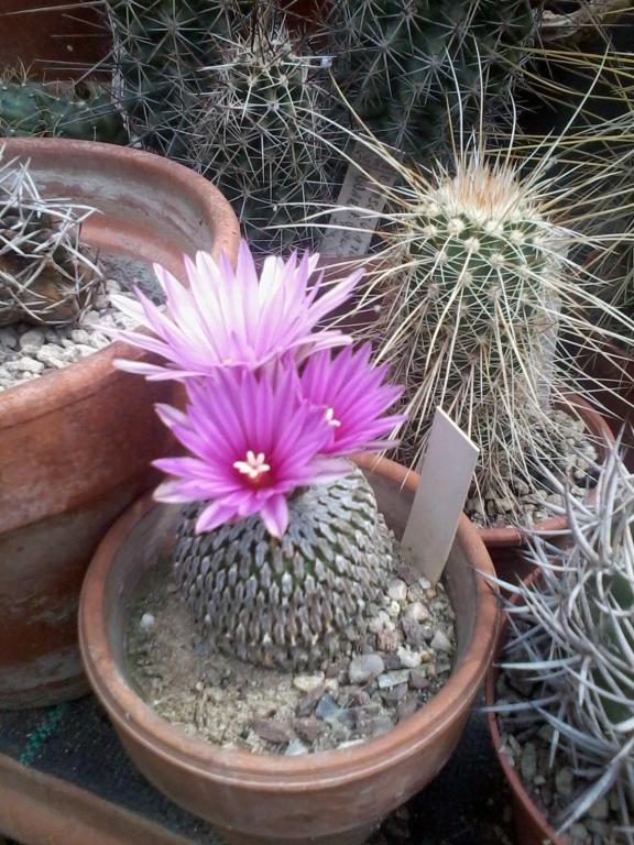 Turbinicarpus pectinatus 1  2013