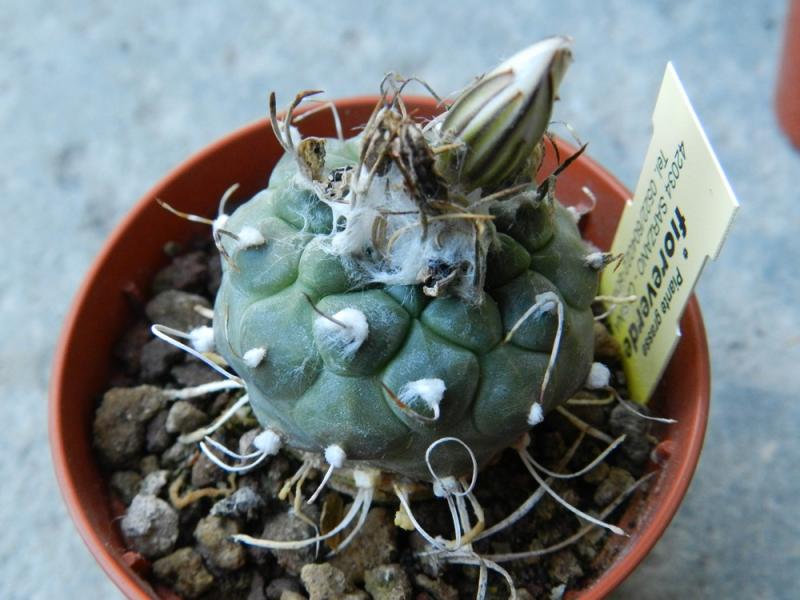 Turbinicarpus polaskii