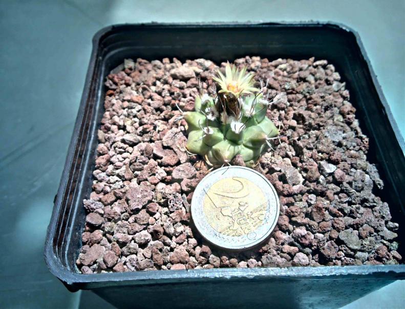 turbinicarpus swobodae rayones