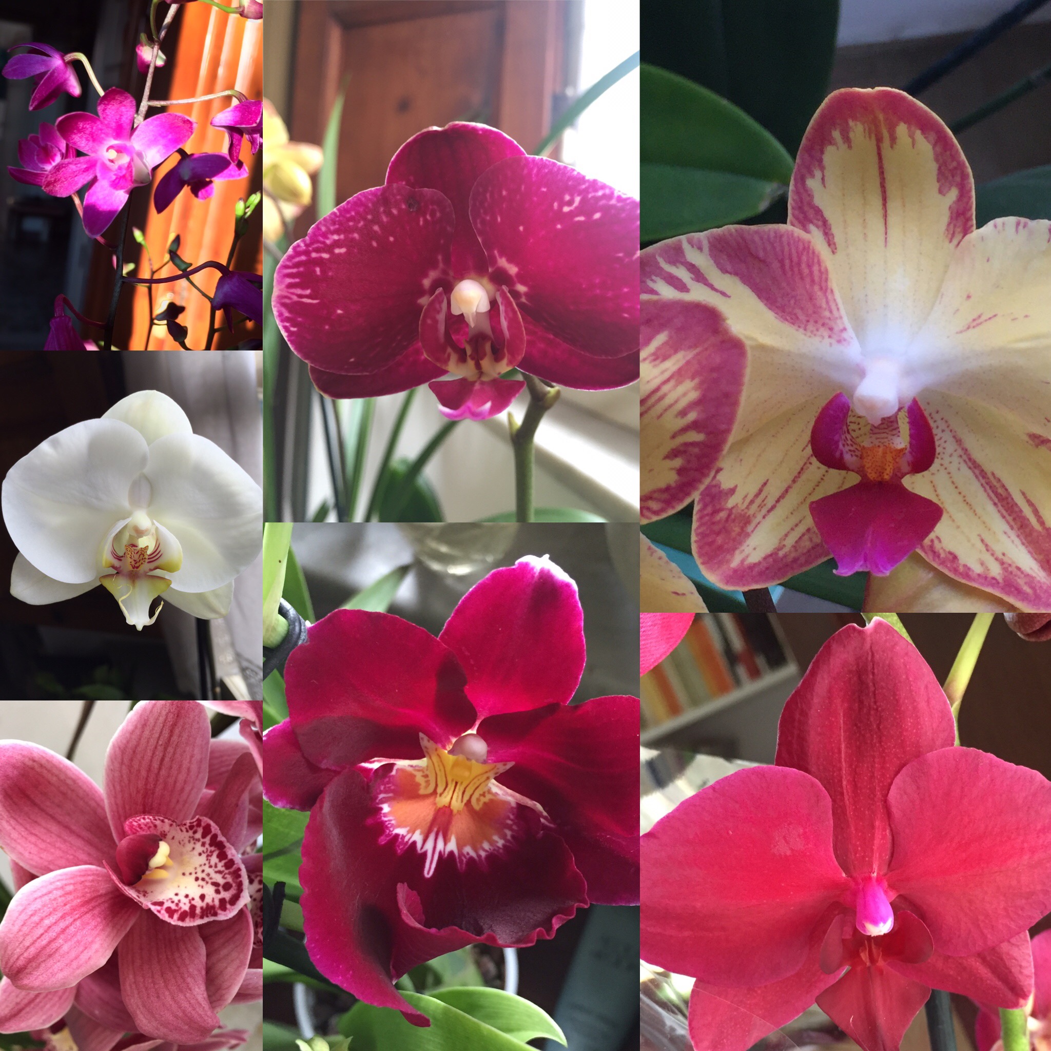 Tutte le mie Orchidee