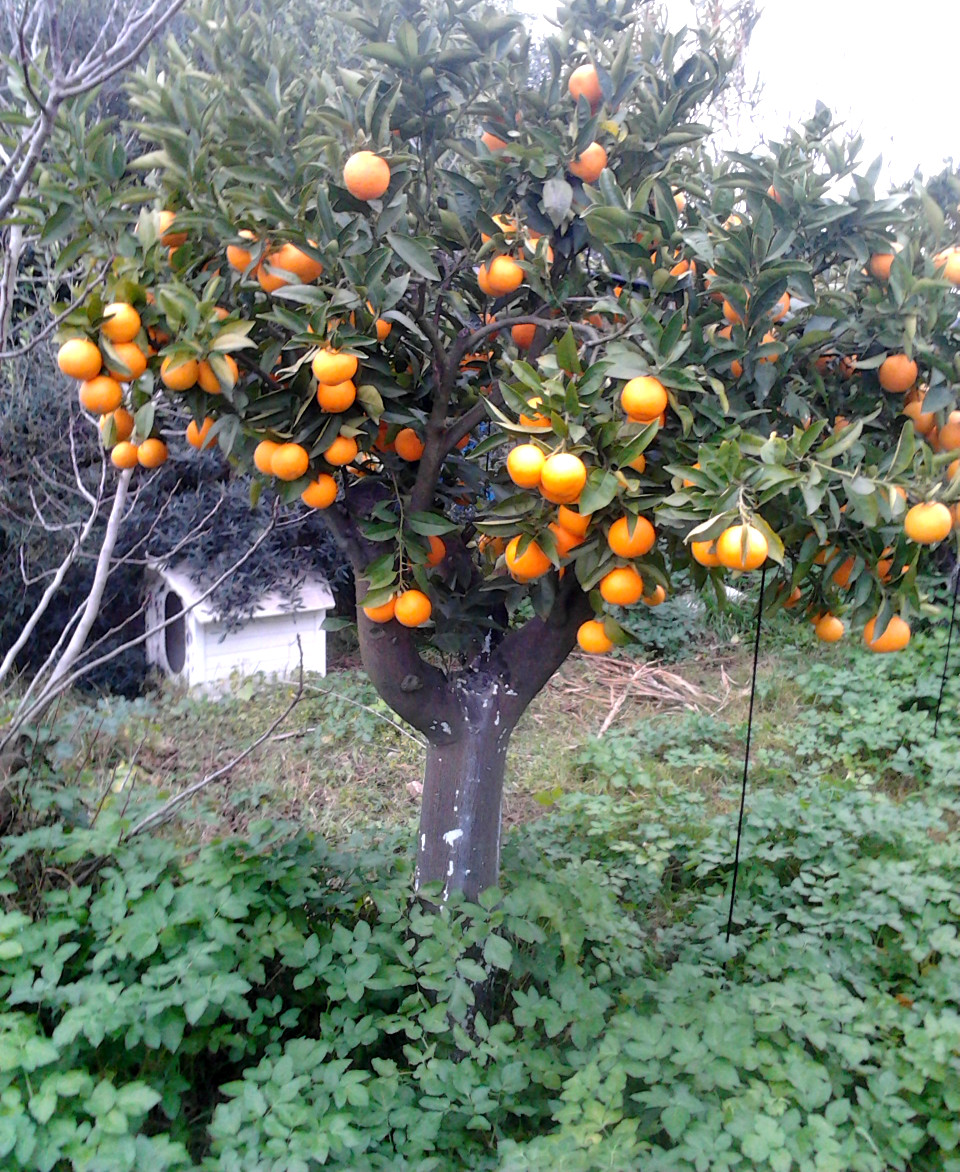 un arancio