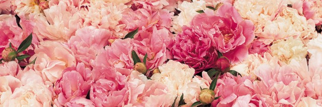Un mare di peonie