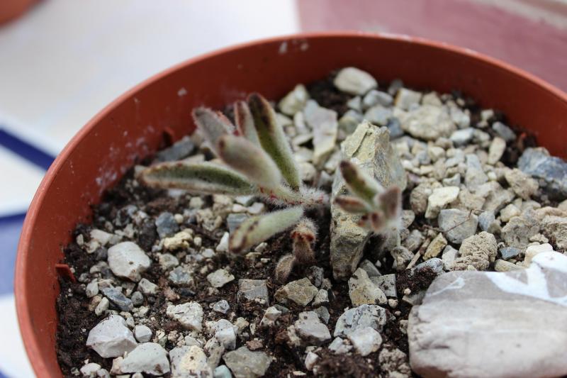 un piccolo di kalanchoe tomentosa