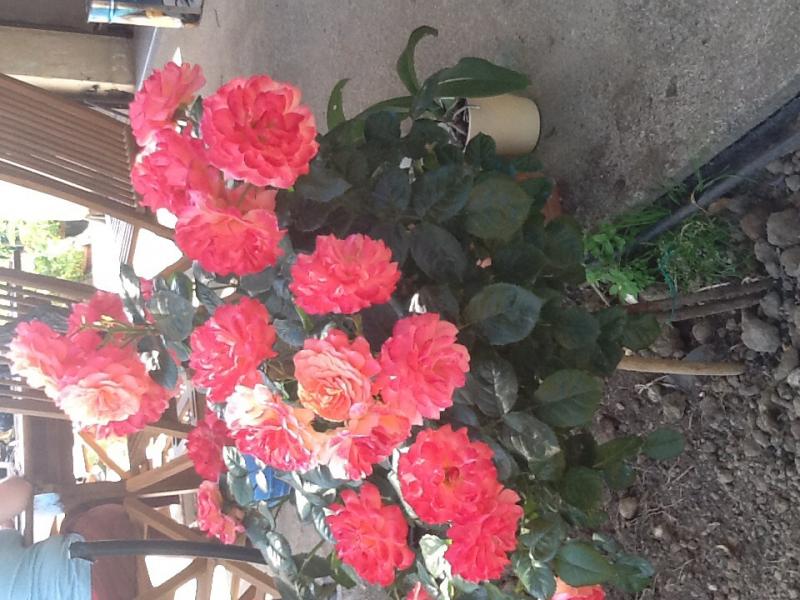 Una delle mie rose