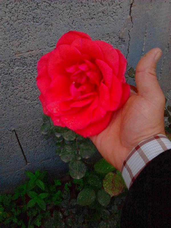 Una rosa il primo maggio 2013