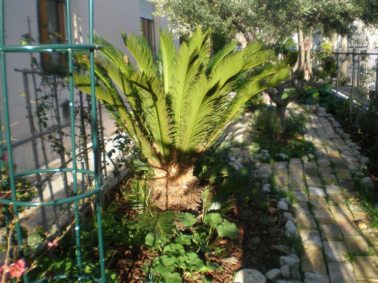 una splendida cicas