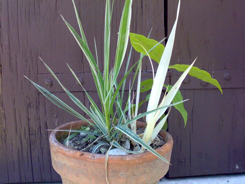 uniola albina