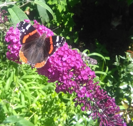 Vanessa atalanta (nota anche come Vulcano)