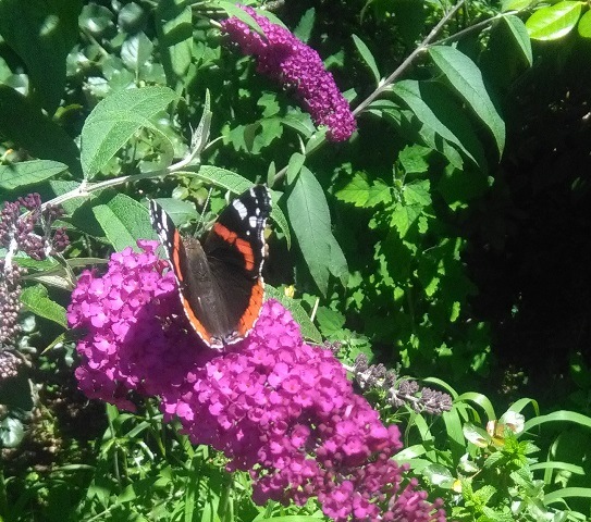 Vanessa atalanta