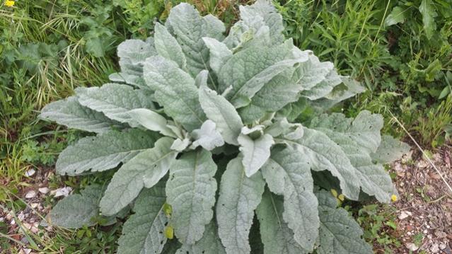 Verbascum thapsus