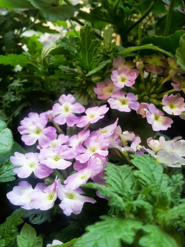 Verbena