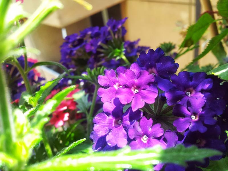 Verbena