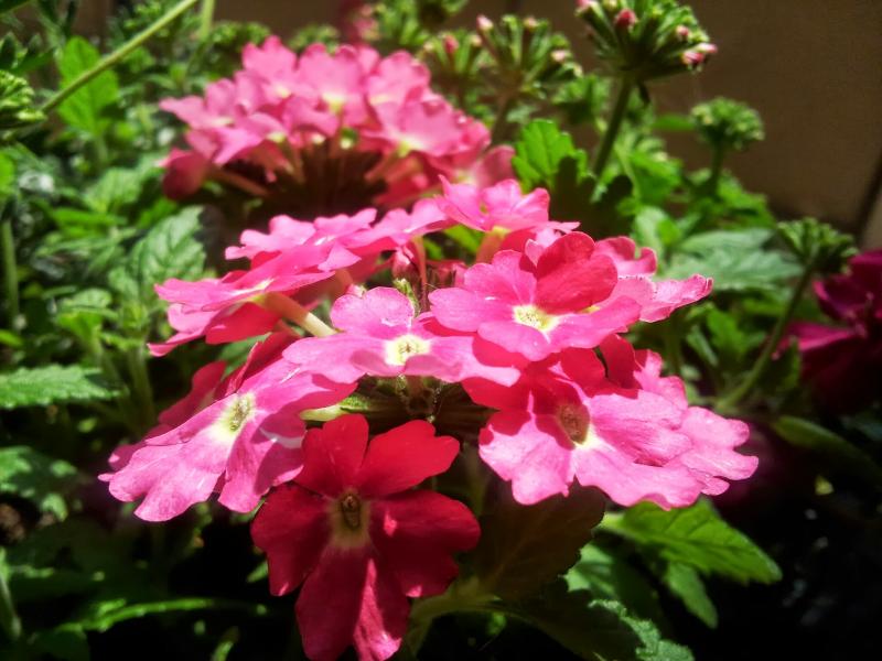 Verbena