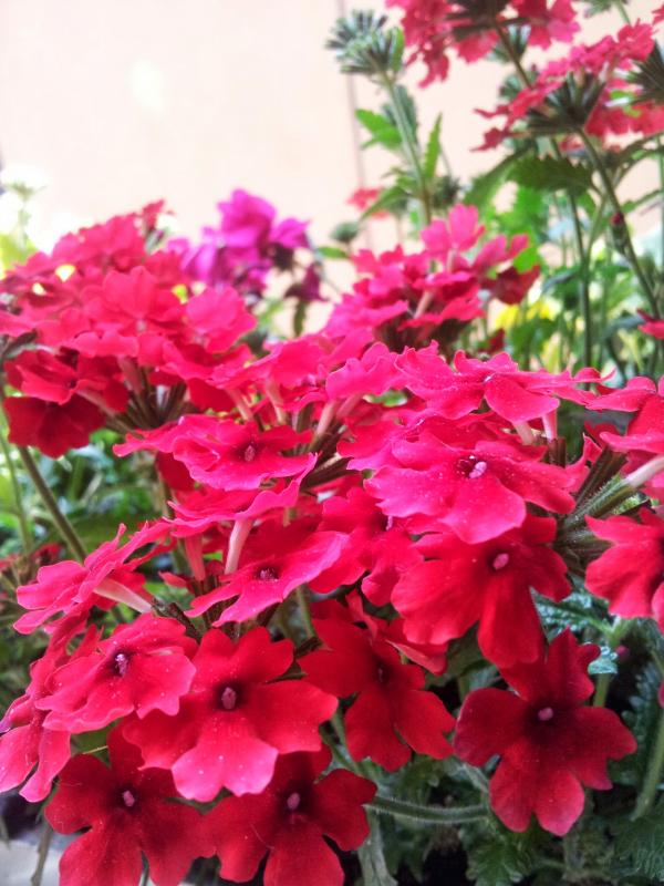 Verbena
