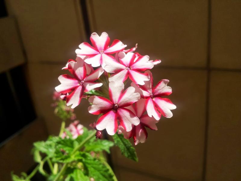 Verbena