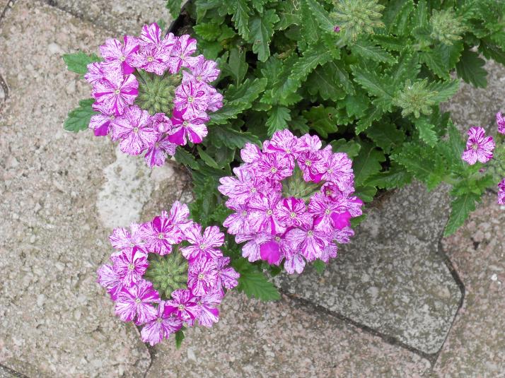 VERBENA