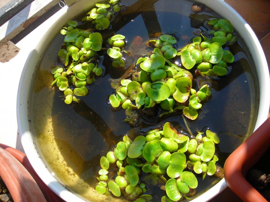 vi ricordate il mio piccolo gliglio d'acqua???.....è cresciuto il piccolo!!!