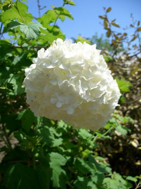 Viburnum opulus 'Roseum'