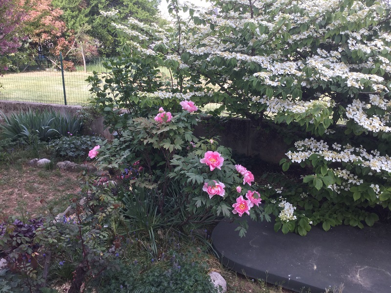 Viburnum Plicatum